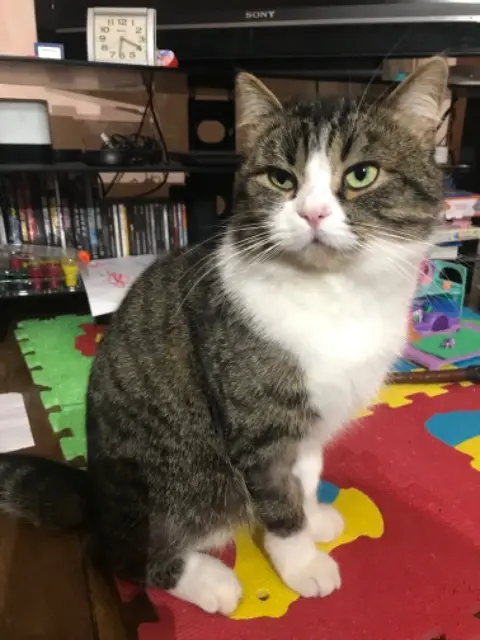 cat lost   91330 Yerres Tokyo