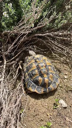 animal lost  Impasse des Terrasses de la Rèche 34540 Balaruc-les-Bains Ray