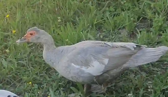 animal lost  Allée du Buis 16570 Saint-Genis-d'Hiersac Canette