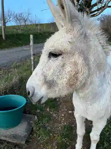 animal reunited  Rue des Coutelous 46130 Estal Eurockéenne