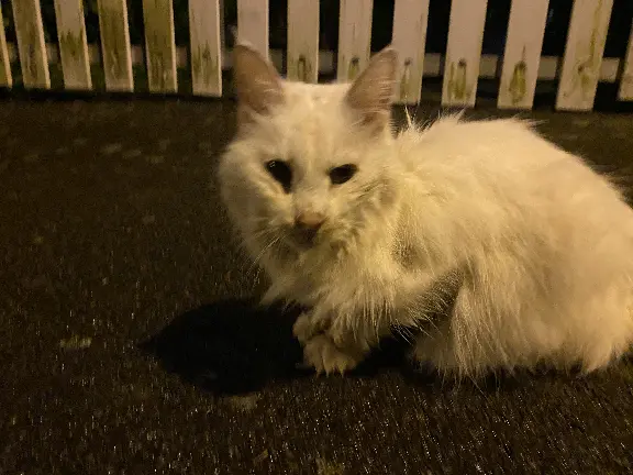  Trouvé 35 Ille-et-Vilaine Rennes