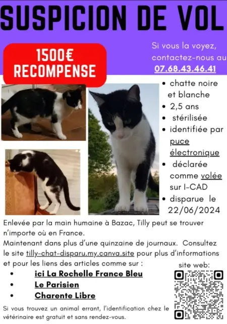 chatte lost   16210 Bazac TILLY