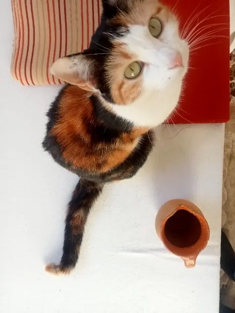 cat reunited    Nantes Calico