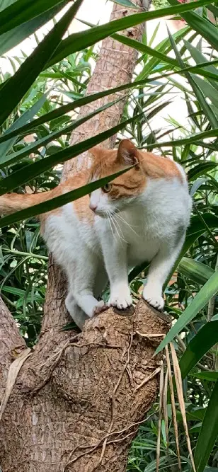 Chat Perdu 06 Alpes-Maritimes Nice