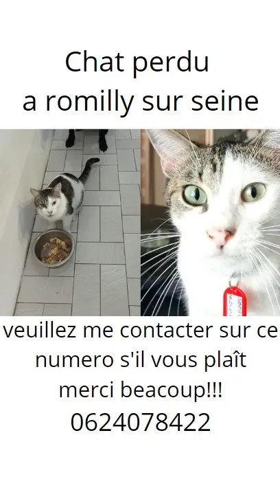 Chat Perdu 10 Aube - Speed