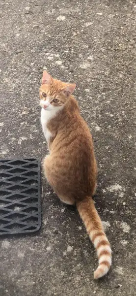 Chat Perdu 16 Charente Bellevigne