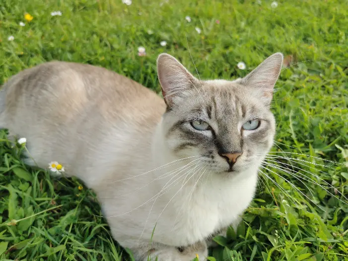 Chat Perdu 16 Charente - Elio