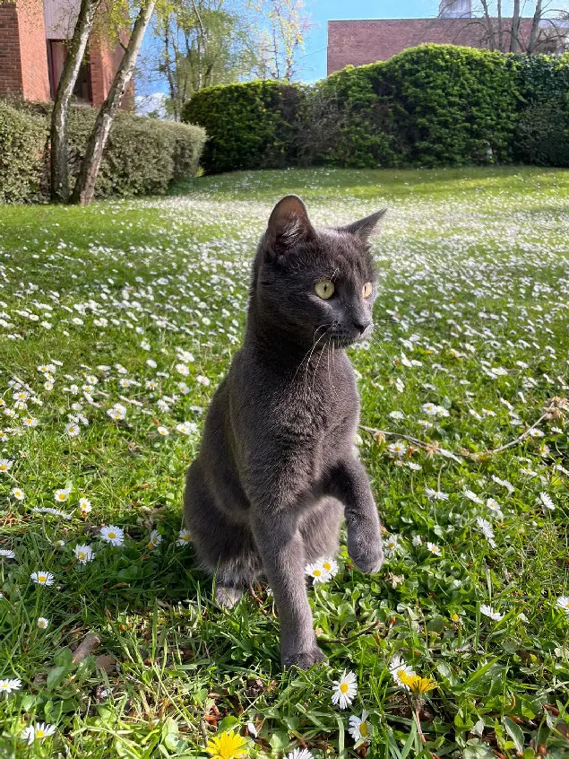 Chat Perdu 17 Charente-Maritime - Charly