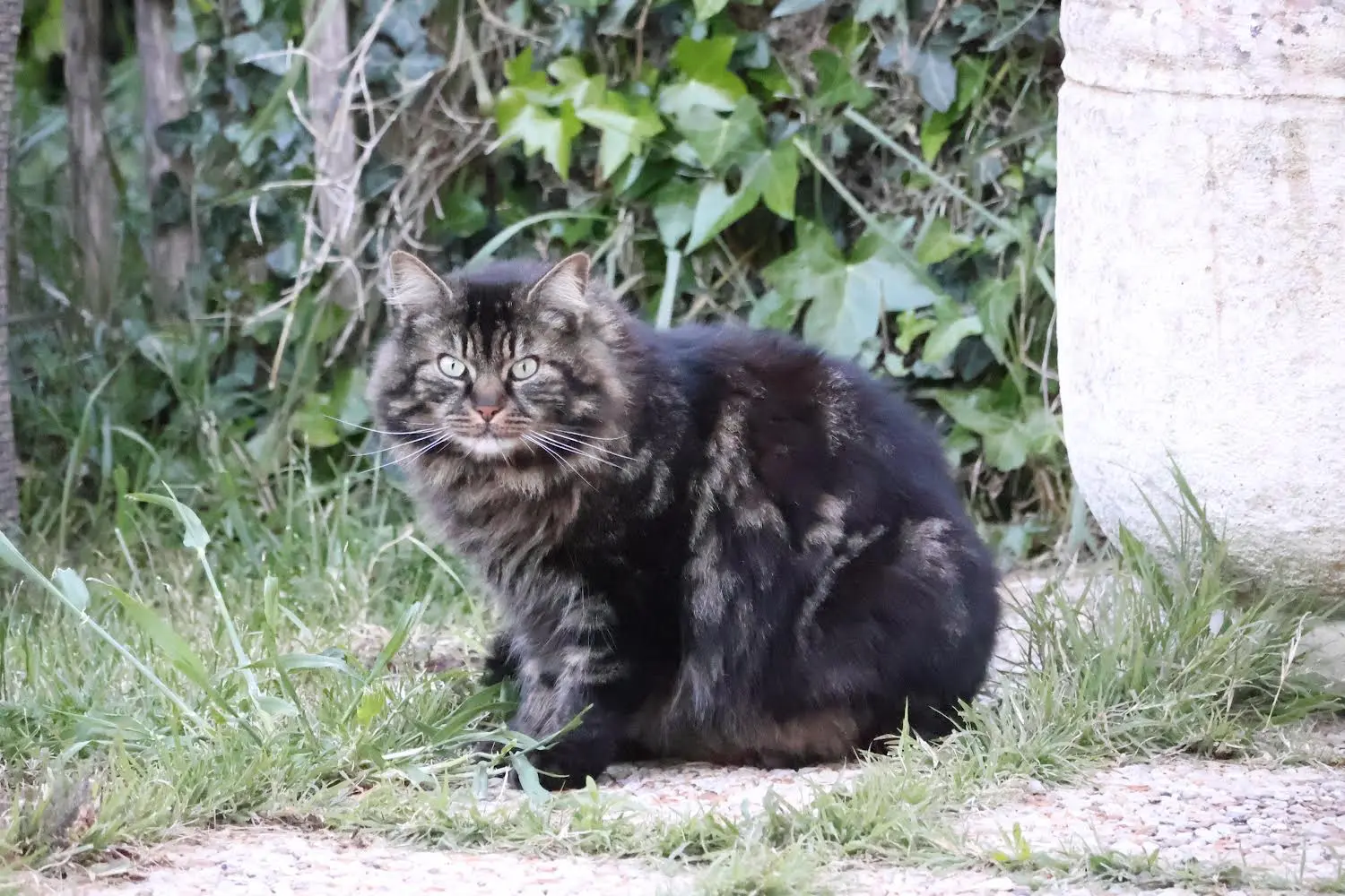 Chat Perdu 17 Charente-Maritime