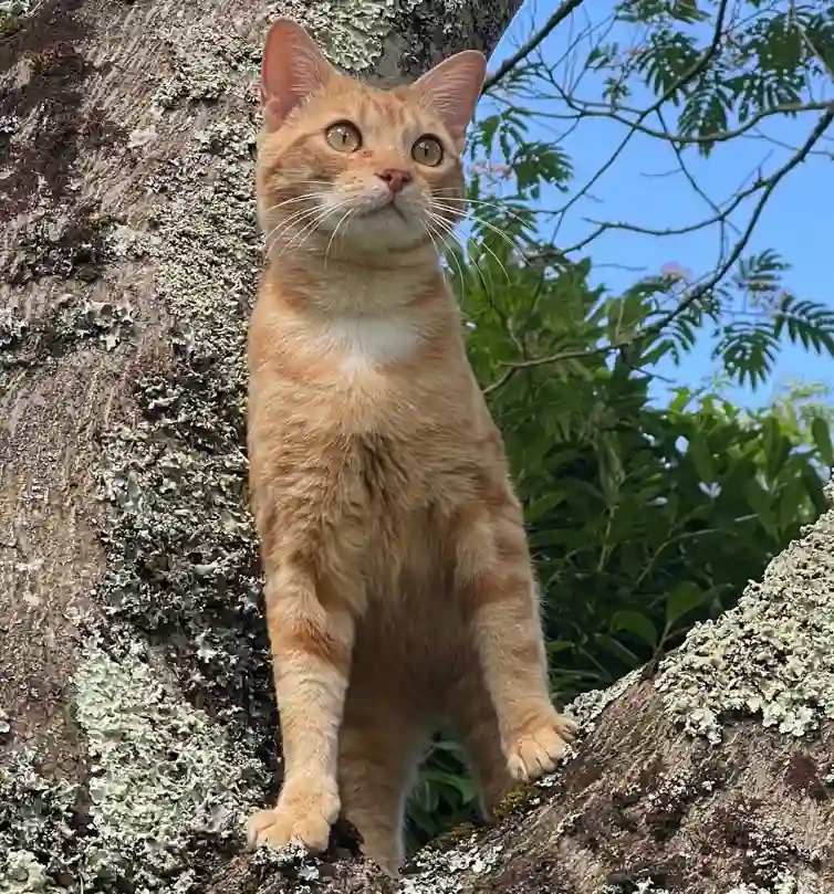 Chat Perdu 17 Charente-Maritime - Milo