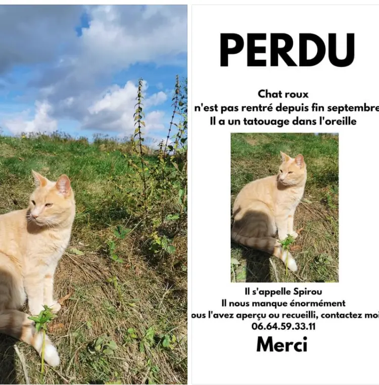 Chat Perdu 18 Cher - Spirou