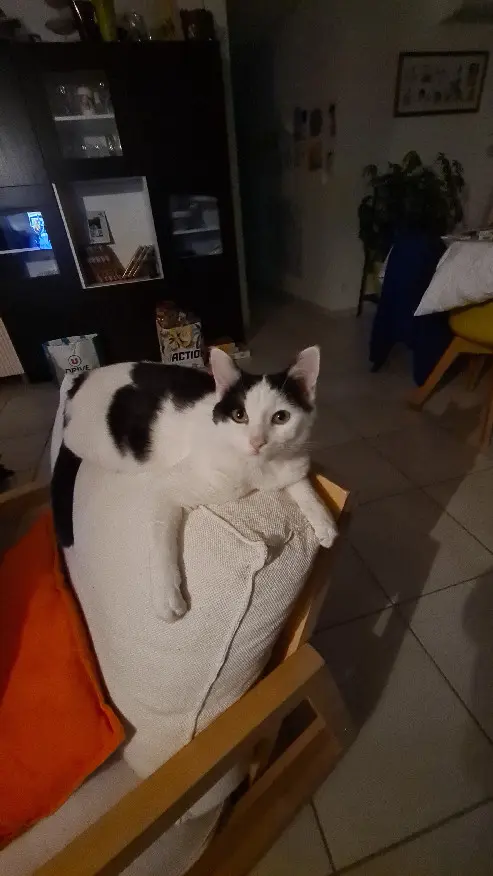 Chat Perdu 18 Cher - Velcro