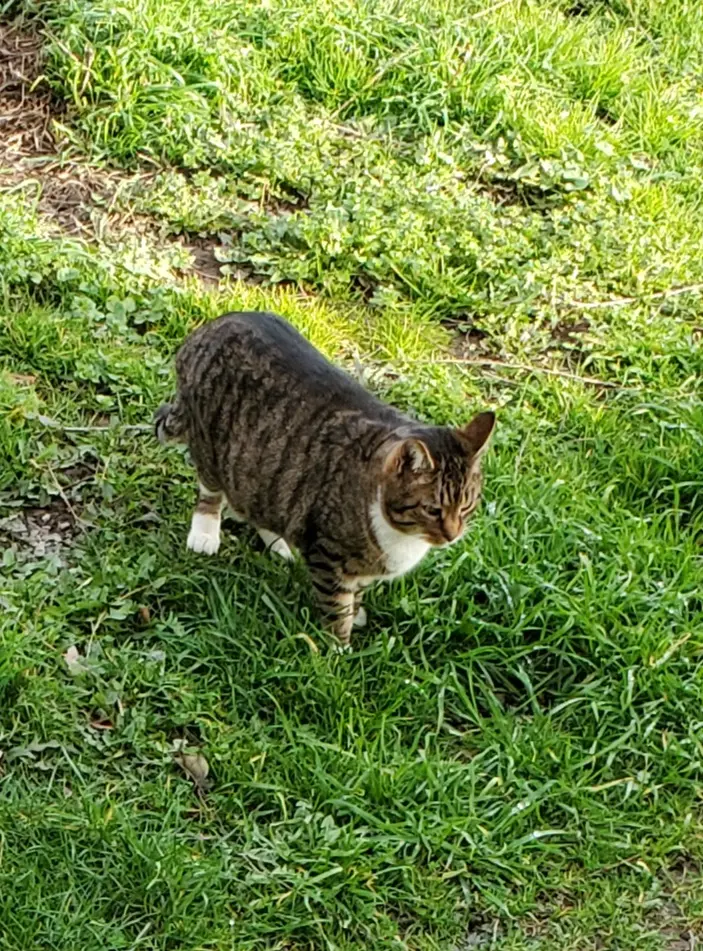 cat lost  Route de Massène 21140 Semur-en-Auxois Jeannot 