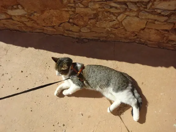 Chat Perdu 22 Côtes-d'Armor - Béorn