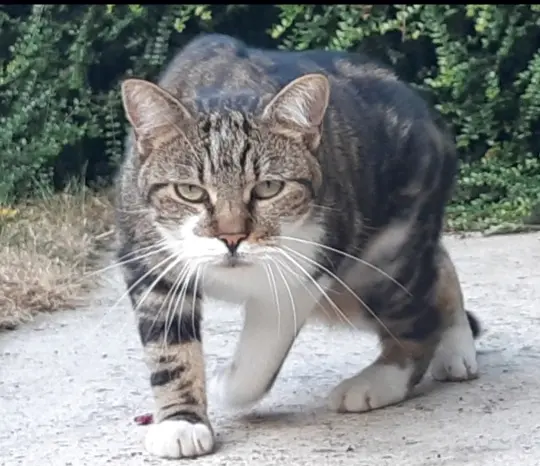 Chat Perdu 22 Côtes-d'Armor - Kovu