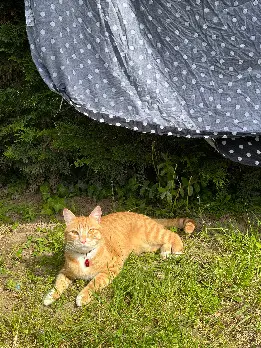 Chat Perdu 24 Dordogne - Dovahkiin