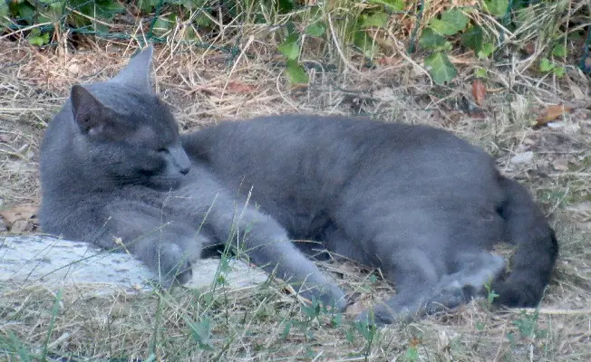 Chat Perdu 24 Dordogne - Tinny