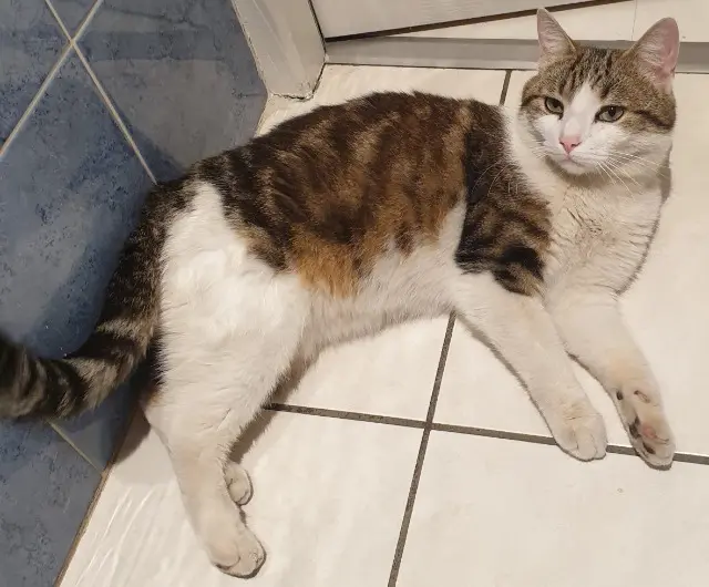 chat lost   26160 Le Poët-Laval Bobby