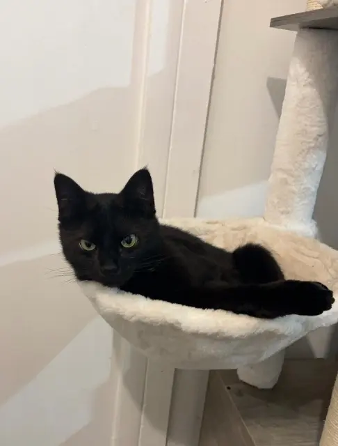 cat lost   27200 Vernon Chat-Noir