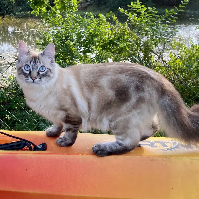 Chat Perdu 29 Finistère - Muchachos