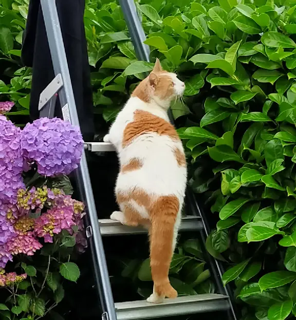 Chat Perdu 29 Finistère - Titi