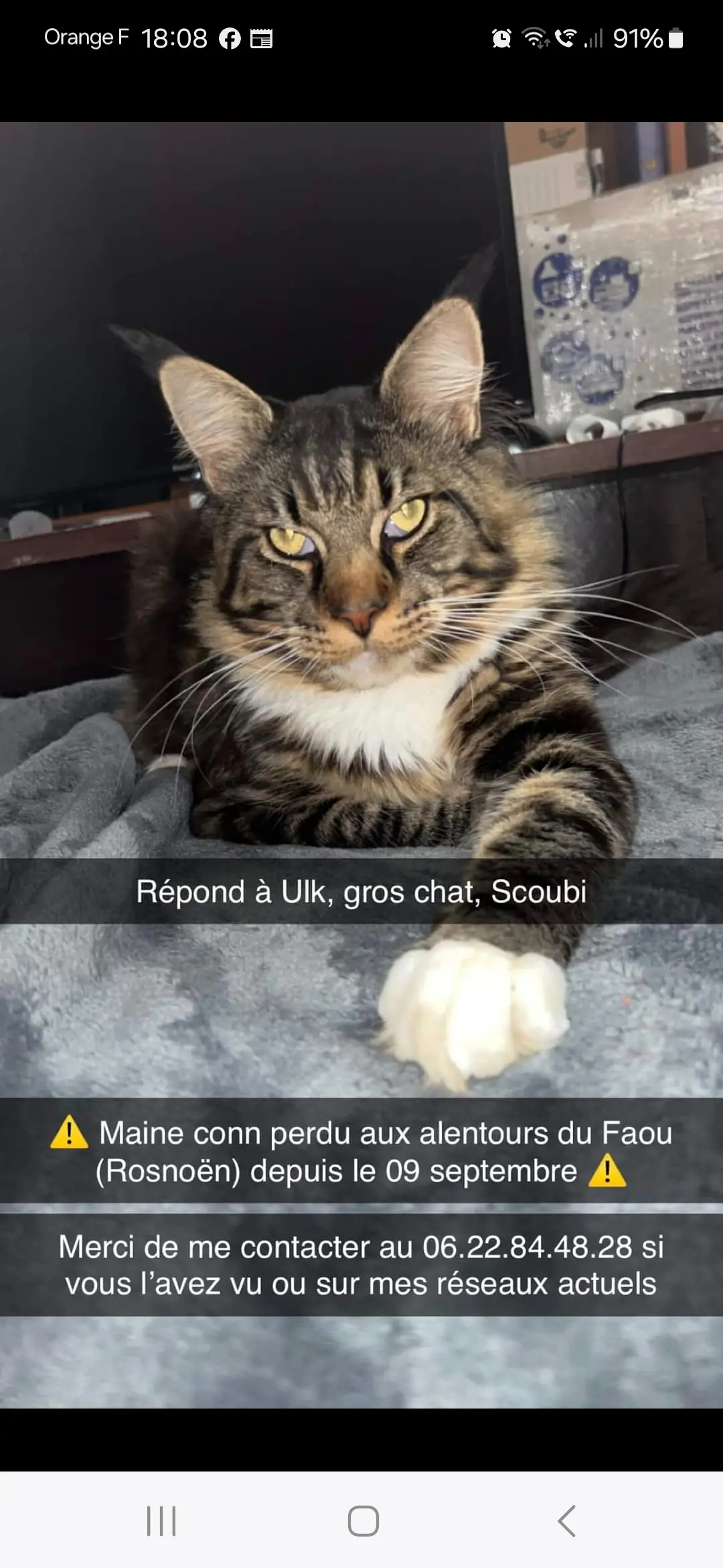 Chat Perdu 29 Finistère - Ulk-ou-scoubi