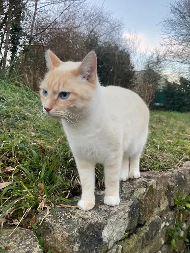 Chat Perdu 29 Finistère