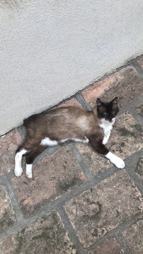 Chat Perdu 30 Gard Nîmes - Coco