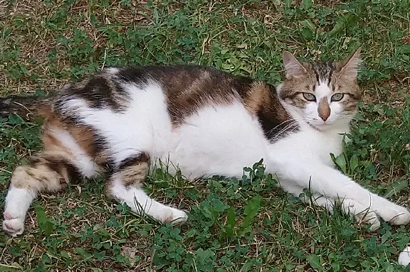 Chat Perdu 30 Gard - Okapi