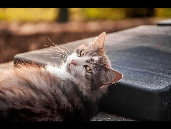 Chat Perdu 31 Haute-Garonne