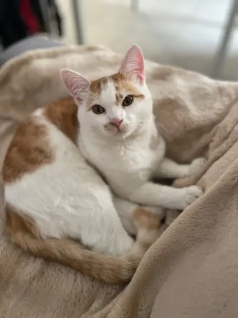 cat lost   31860 Labarthe-sur-Lèze Ginger