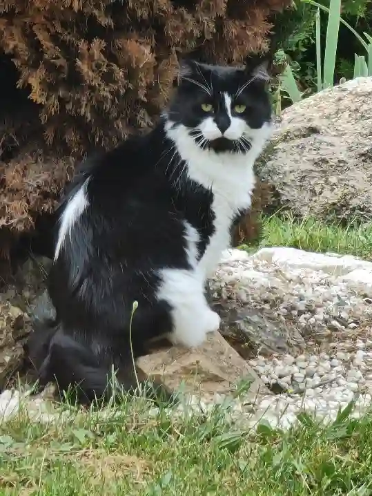 Chat Perdu 31 Haute-Garonne - Sam-sammy