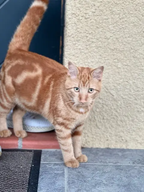 cat lost   31870 Lagardelle-sur-Lèze Simba