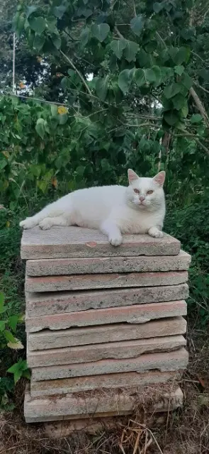 cat lost   31310 Rieux-Volvestre Sky