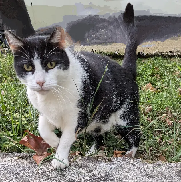 Chat Perdu 32 Gers - Métis