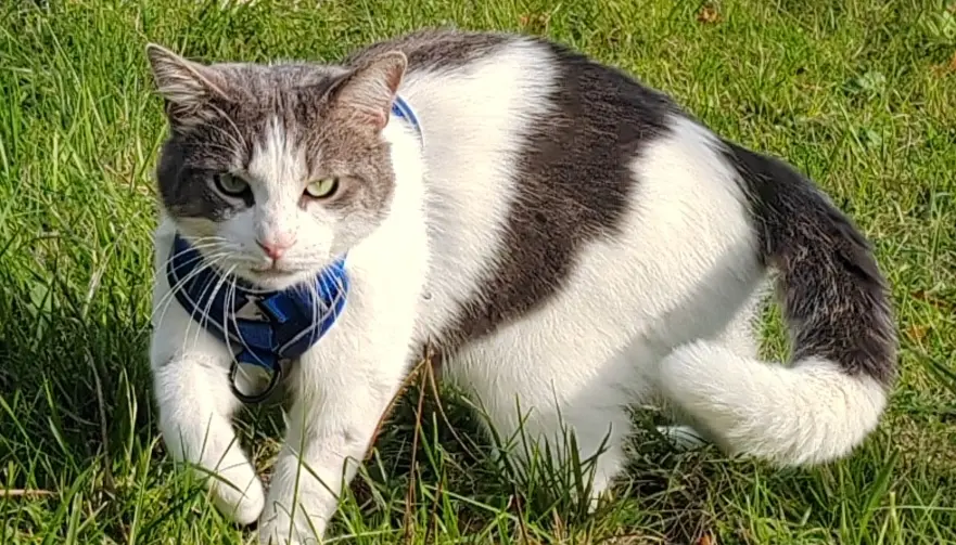 Chat Perdu 33 Gironde Bordeaux - Hermès