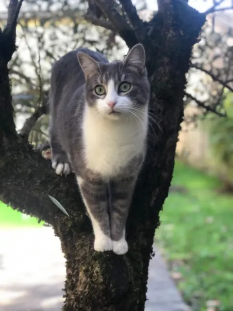 cat lost   33520 Bruges Glu