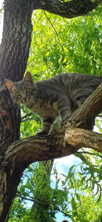 Chat Perdu 33 Gironde