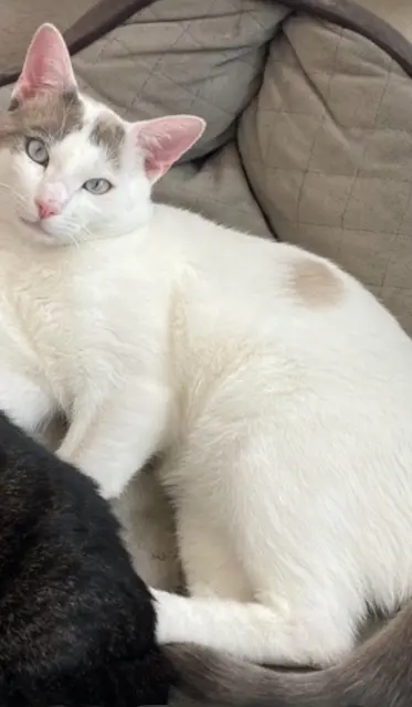 cat lost   33290 Blanquefort Neige