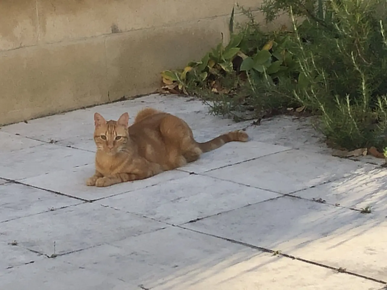 Chat Perdu 33 Gironde - Tigrou