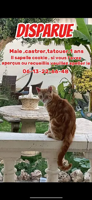 Chat Perdu 34 Hérault - Cookie