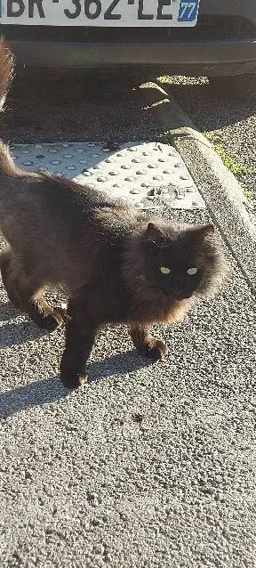 chat lost 9 Rue de la Métairie de l'Oiseau 34087 Montpellier 