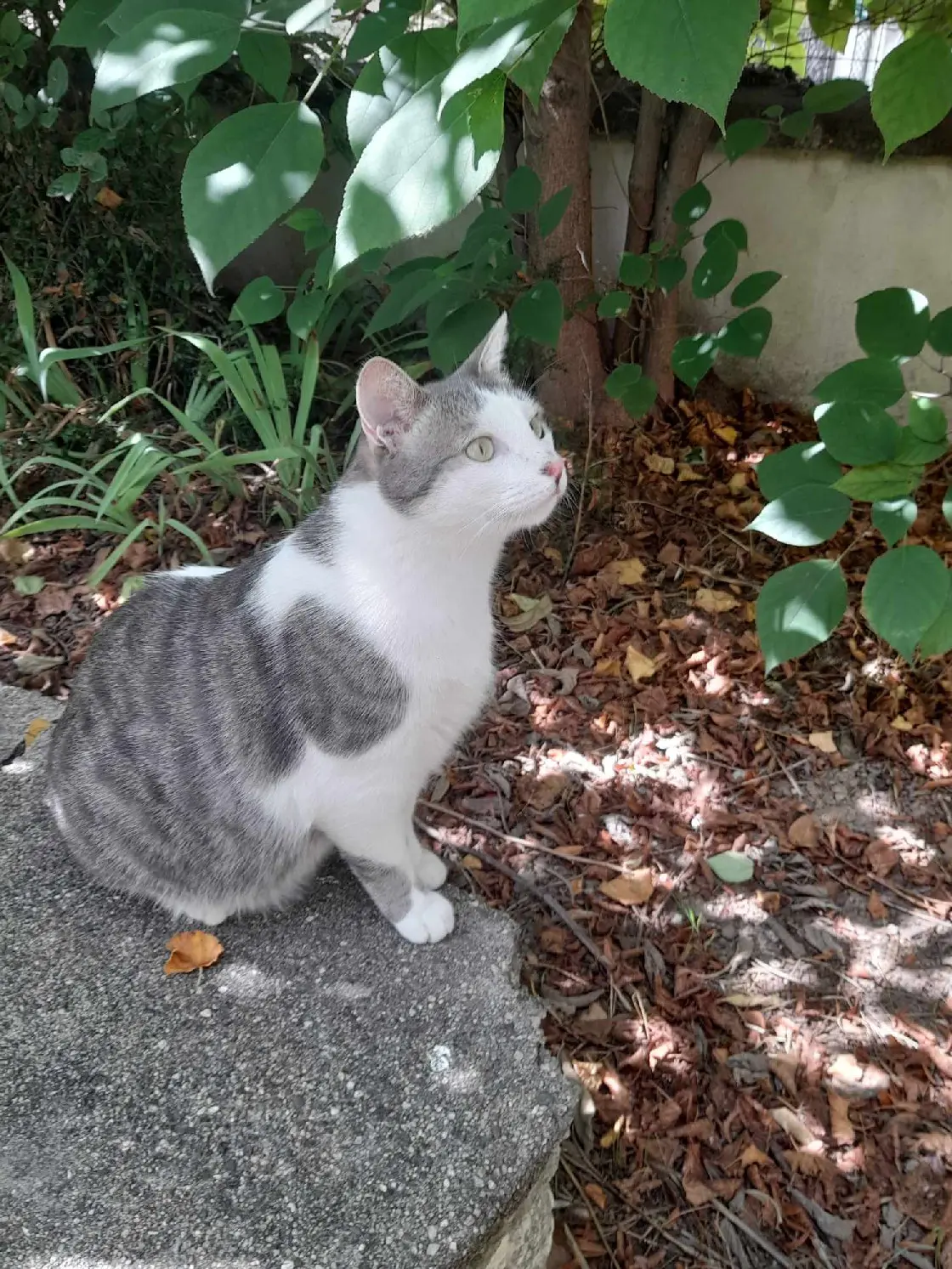 Chat Perdu 34 Hérault Montpellier