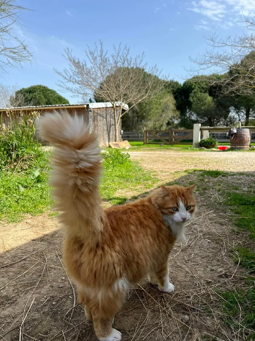 Chat Perdu 34 Hérault - Pouki