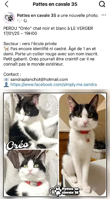 cat lost   35160 Le Verger Oreo