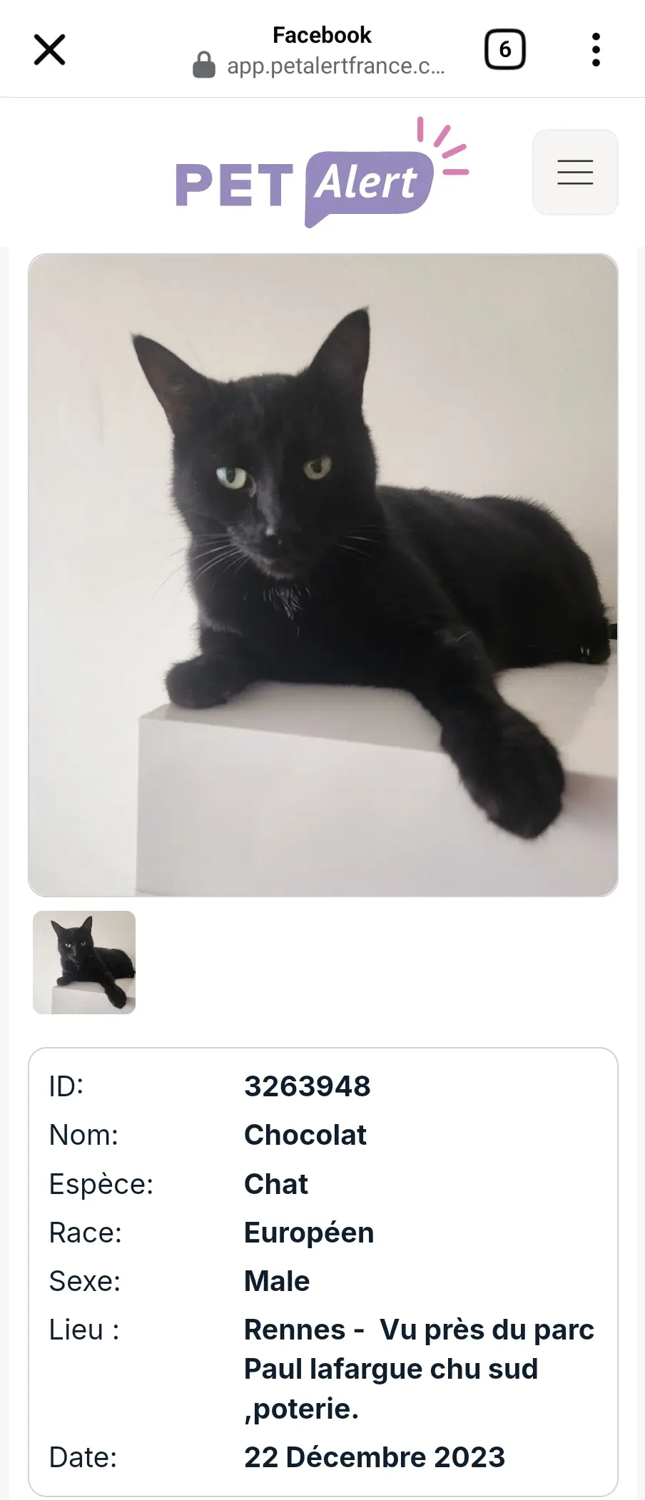 cat lost   35200 Rennes Chocolat 