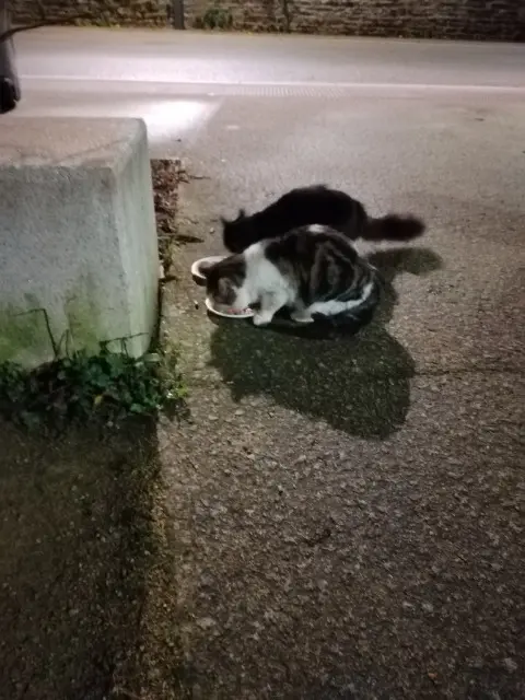 chat lost   35230 Saint-Erblon Vagabond