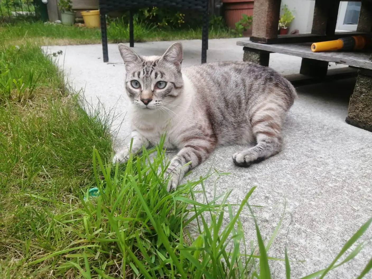 chat lost  D 51 36230 Sarzay Magellan 