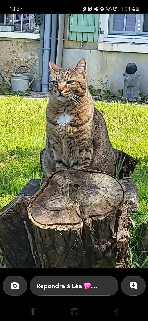 Chat Perdu 36 Indre - Tigrou