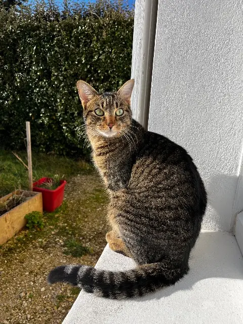 cat lost   37550 Saint-Avertin Darwin